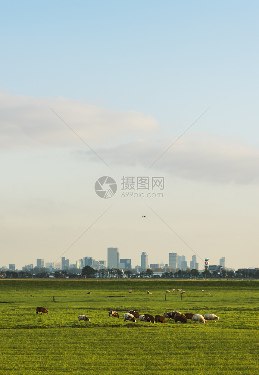 野外牧羊鹿特丹南荷兰欧洲图片