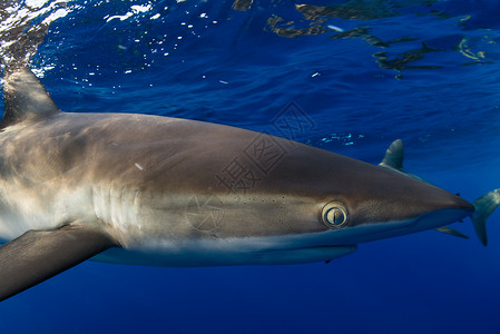 雷维拉吉加多水下的鲨鱼背景