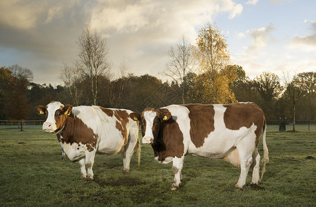 田里对两头家畜牛的肖像高清图片
