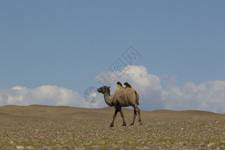 穿越蒙古Khovd沙漠景观的孤白骆驼camelusbactrianus背景