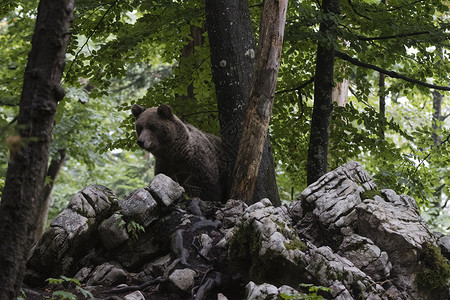 博欣公社欧洲棕熊Ursusarctos从斯洛文尼亚诺兰日斯卡森林的岩石向下看背景
