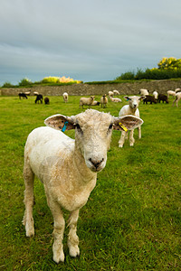 农村地区羊群牧的肖像背景图片