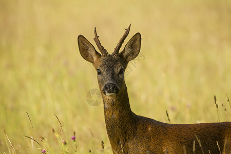 农村环境中的RoeDeerCapreoluscapreeoluscapreolololus肖像背景图片