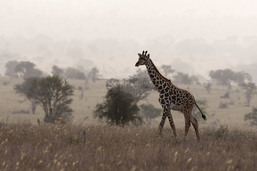 MaasaigiraffeGiraffacommerlopardalistippelskirchi在迷雾中行走肯尼亚Tsavo非图片