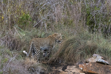 豹PantherapardusKopjeLaualenyi游戏保护区肯尼亚Tsavo非洲背景图片