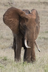 非洲大象Loxodontaafricana的肖像肯尼亚Tsavo非洲图片