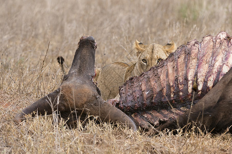 狮子PantheraLeo水牛喂养Tsavo肯尼亚非洲图片