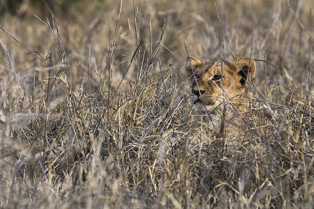 狮子幼崽PantheraLeo长草肯尼亚Tsavo非洲图片