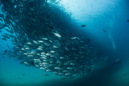 波圣卢卡斯敬畏鱼群高清图片