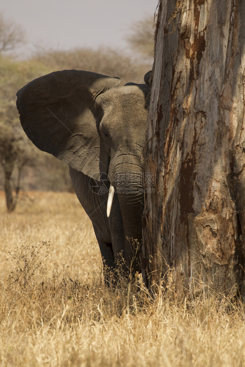 非洲灌木大象LoxodontaAfricana的肖像坦桑尼亚塔兰吉雷公园坦桑尼亚非洲图片