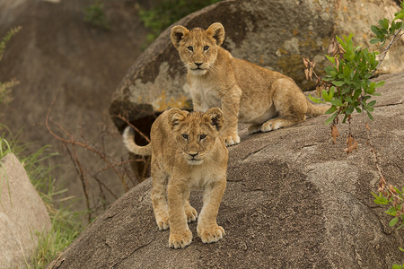 两只狮子动物肖像白天高清图片