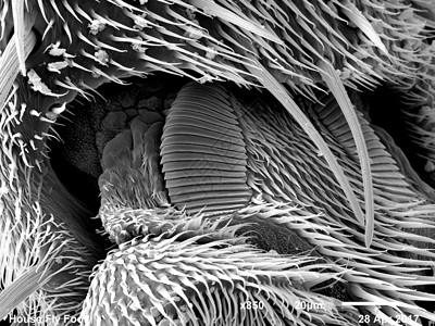 以扫描电子显微镜BW全框架成像的室内飞脚Muscidae图片