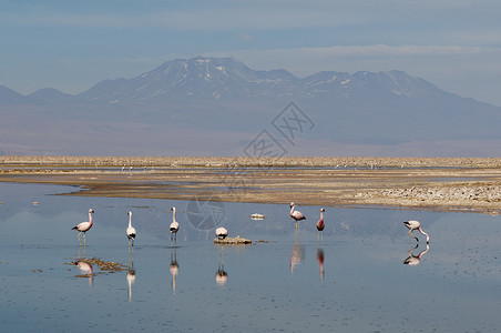 玛戈湖智利火烈鸟智利火烈鸟拉古纳查萨萨拉尔德阿塔卡马阿塔卡马沙漠智利背景