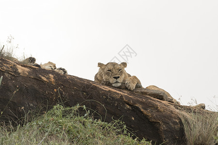 在肯尼亚察沃卢阿伦伊保护区两只狮子美洲狮狮子在岩石上休息背景图片