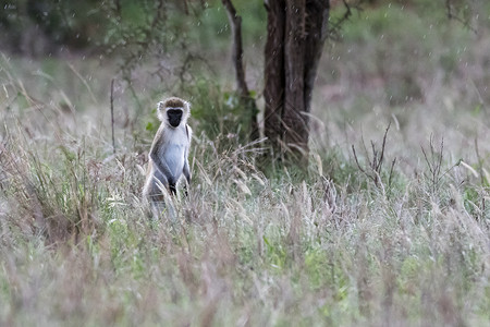 肯尼亚察沃长草地上的长尾猴图片