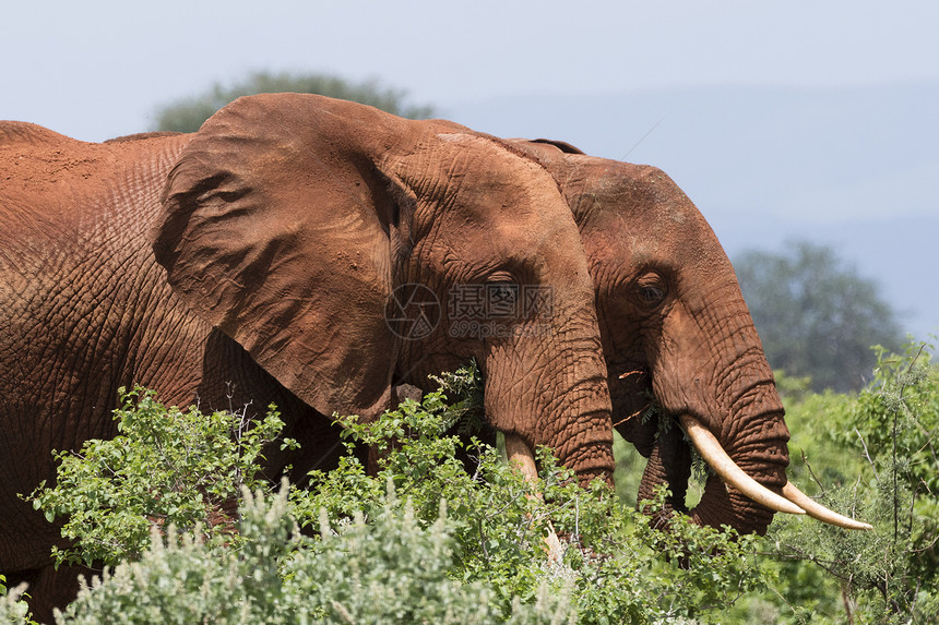 两头非洲大象在肯尼亚丛林中行走图片