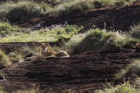 在肯尼亚察沃卢阿伦伊保护区的狮子图片