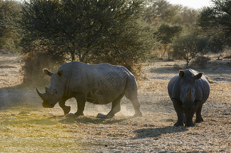 博茨瓦纳卡拉哈里丛林中两处白犀牛图片