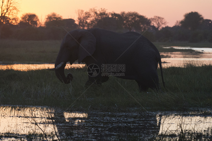 非洲大象日落时博茨瓦纳奥卡万戈三角洲保护区图片