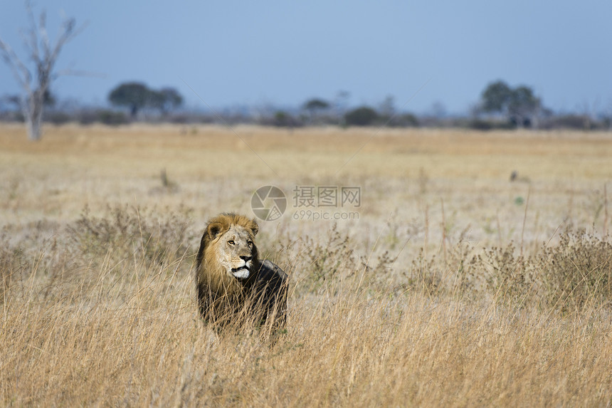 狮子在博茨瓦纳乔贝公园萨武提草原上图片