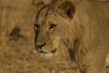 狮子PantheraLeo年轻的雄狮子坦桑尼亚Tarangire公园图片