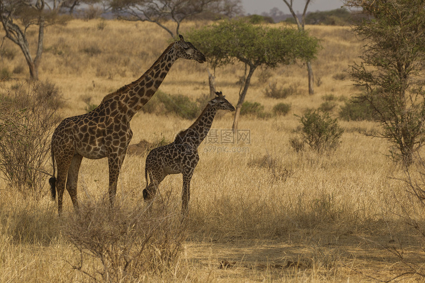 长颈鹿长颈鹿坦桑尼亚塔兰吉尔公园图片