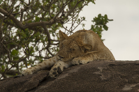 坦桑尼亚塞伦盖蒂公园PantheraLeo狮子图片