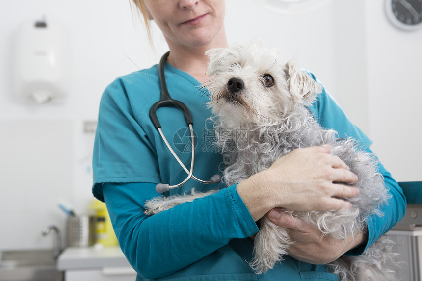 兽医抱着猎犬和贵宾犬混种狗图片