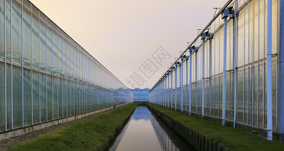 黄昏时的荷兰温室威斯特兰地区高清图片