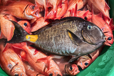 非洲佛得角塔拉菲尔盆中各种鱼类图片
