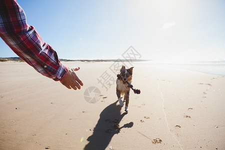 男人在沙滩上与狗玩耍特写图片
