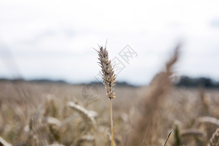 田间的小麦图片