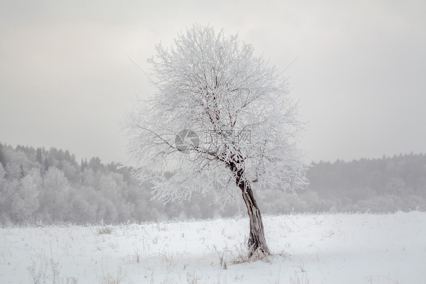 大雪里的树图片
