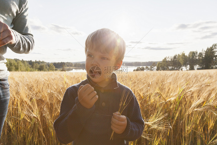 在小麦田拿着麦穗的男孩芬兰罗哈图片
