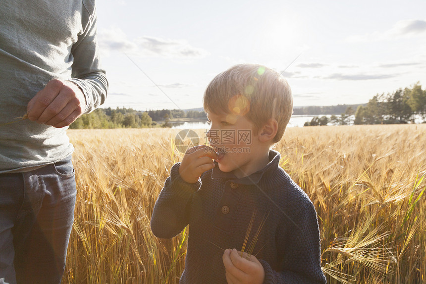 芬兰罗哈小麦田品尝麦子的父子图片