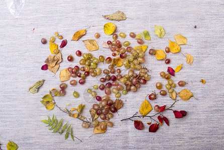 葡萄和秋叶图片