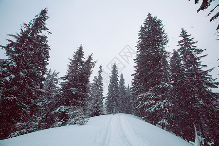冬季森林乌克兰格恩图片