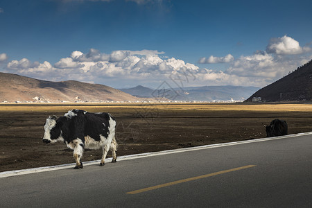 香格里拉之魂云南香格里拉县山川牛在路上行走背景