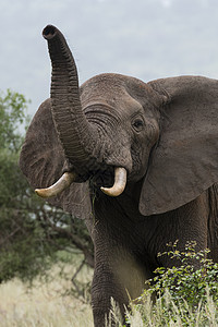 举起鼻子的非洲大象图片
