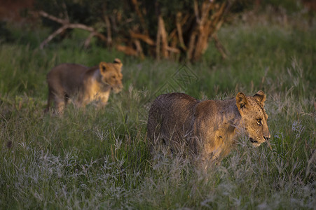 狮子幼崽和狮子妈妈步行在肯尼亚海岸图片
