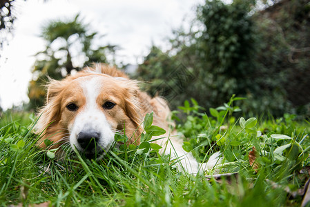 家养狗趴在草地上的近照图片