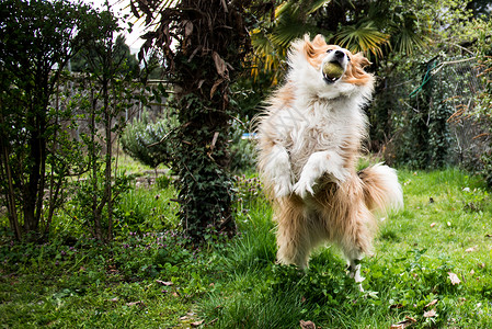 家养狗在草地上跳起来捡球高清图片