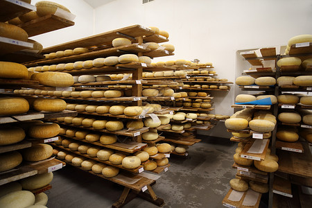 奶酪轮存放硬奶酪的老化室背景