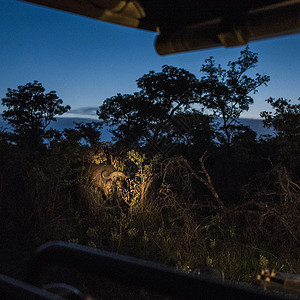晚上在路边的非洲水牛图片
