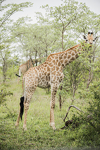 南非克鲁格公园中的长颈鹿图片