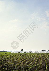 在比利时安特卫普的田间温室和玉米地高清图片