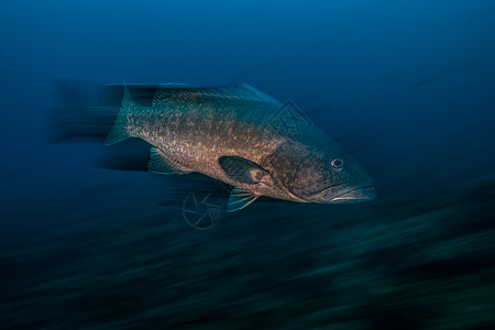 哥斯达黎加蓬塔雷纳斯的石斑鱼图片