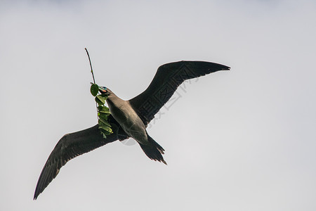 哥斯达黎加蓬塔雷纳斯嘴里叼着树枝的棕色飞鸟图片