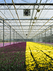 现代荷兰温室中越来多种类繁的菊花荷兰ZuidHollandMaasdijk背景图片