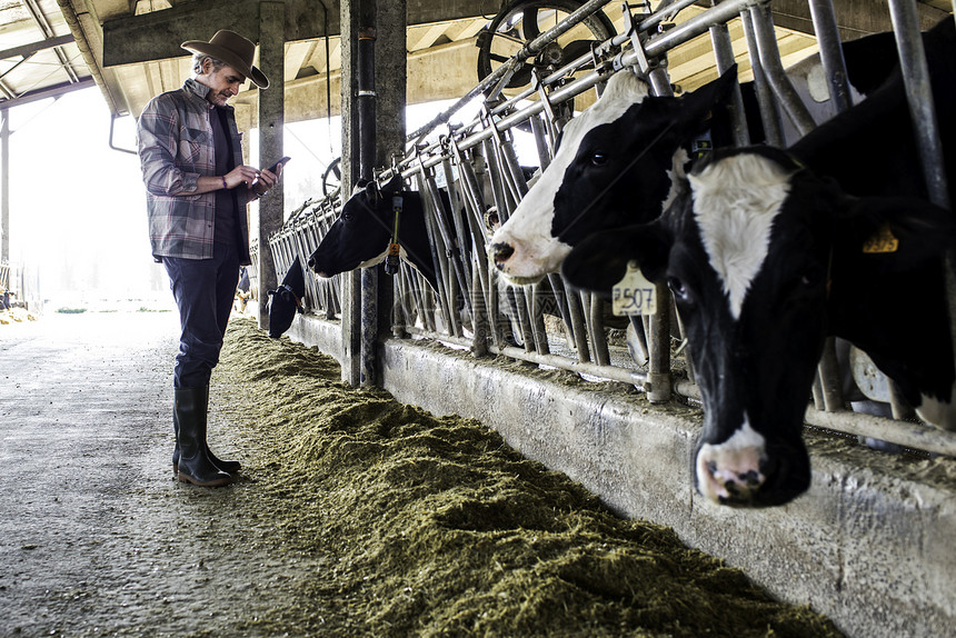 奶业农场工人检查其奶牛的福利图片